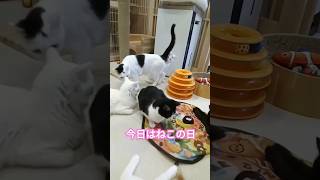 ねこに感謝する日　#ねこの日　