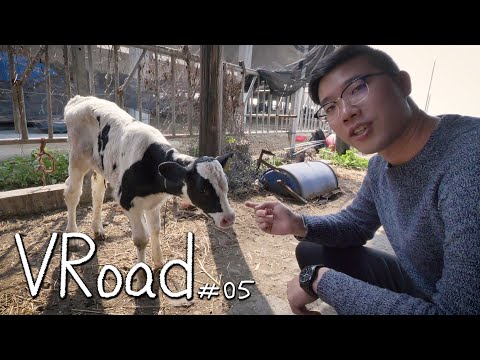 【大黑】VRoad #05 - 鹿港旅行到一半去接生小牛?!