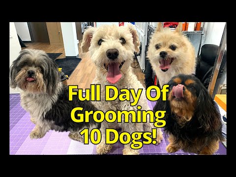 GROOMING 10 DOGS IN ONE DAY