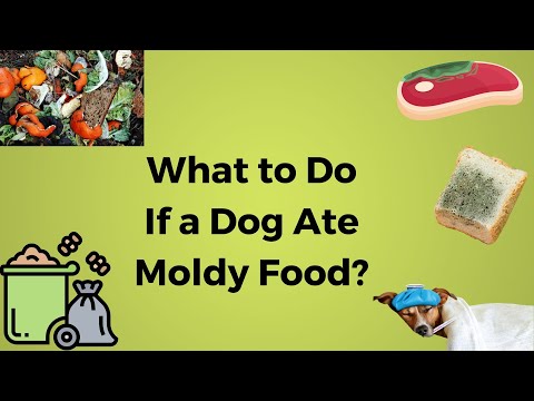 What to Do If a Dog Ate Moldy Food ?