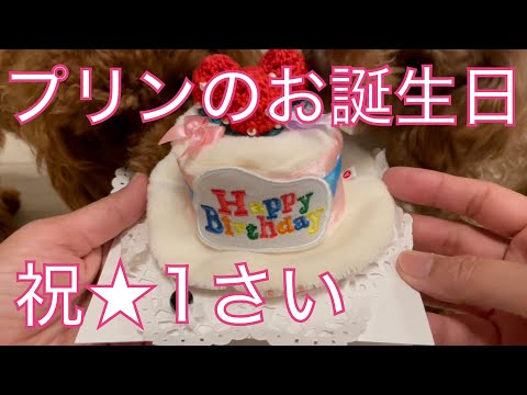 【トイプードルのプリン】お誕生日の祝い方を紹介します♪