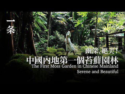 中國內地第一個苔蘚園林，幽深、絕美！The First Moss Garden in Chinese Mainland, Serene and Beautiful