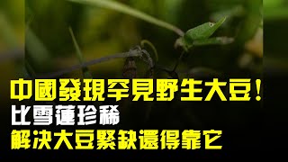 江蘇發現600平罕見野生大豆!比雪蓮珍稀,解決大豆緊缺還得靠它