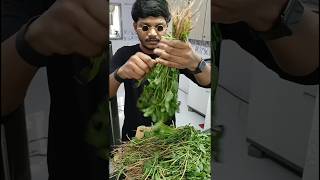 Thotakura recipe / Amaranthus curry #shorts #venkyanjuvlogs