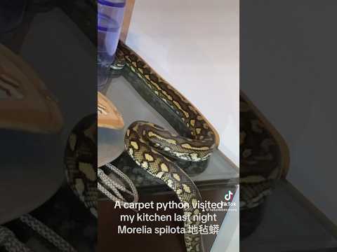 Carpet Python 地毡蟒