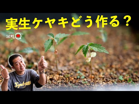 How to make cuttings from seedling Zelkova. [Bonsai Q]