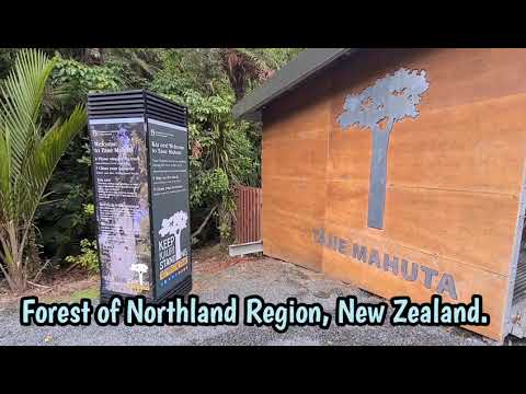 NEW ZEALAND'S LARGEST KAURI TREE