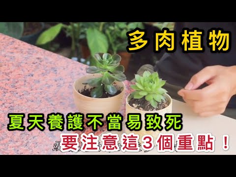 【天天小花農】多肉植物在夏天時，養護不當容易致死，注意這3個重點！