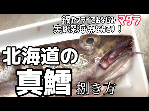 北海道のマダラ！の捌き方