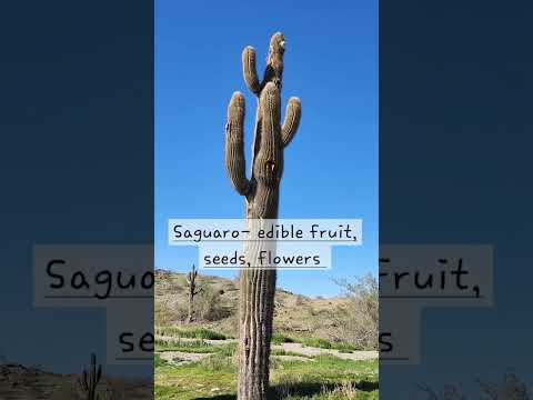 Useful Desert Plants  #arizonaliving #desertliving #foraging