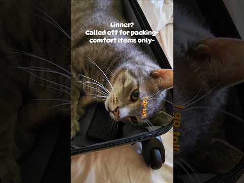 Who's gonna tell him? #asmr #asmrpacking #cat #asmrnoodles #asmrsounds #skz