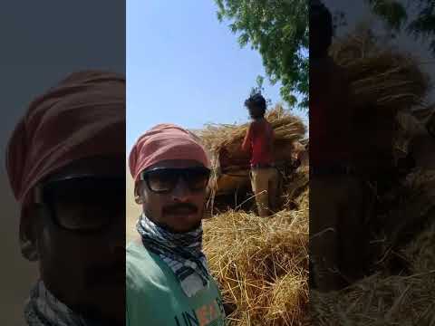 जमाल भाई गेहूं की कटाई करते हुए#reels #viralvideo #trending