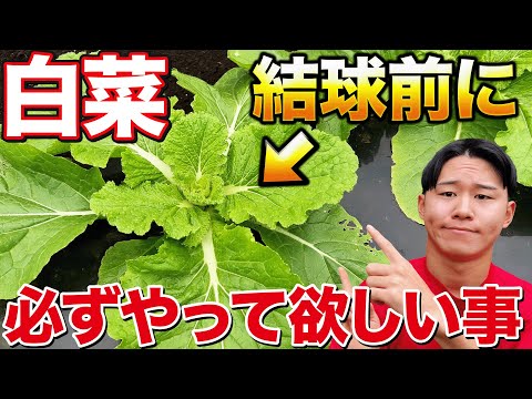 【成功するかの別れ道】この時期やって欲しい白菜を大きく育てるために必要な作業