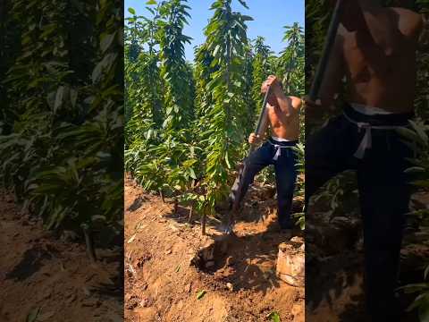 Digging Cherry Seedlings #satisfying #farming #tree