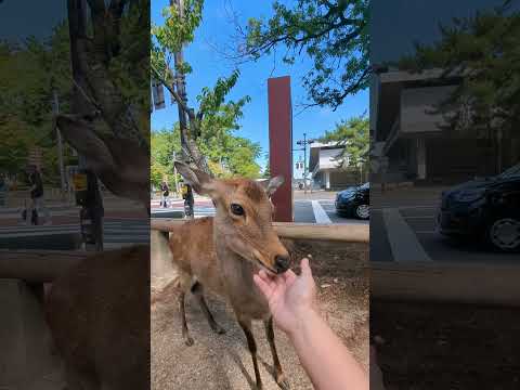 鹿 #観光 #奈良公園 #鹿せんべい #Nara