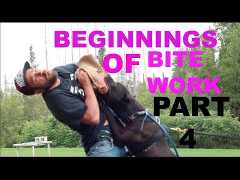 puppy bite work part 4 pit bull pitbull bulldog shepherd attack protection