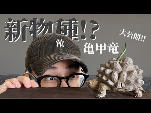 【開箱】新物種?!!從日本買了一隻’’亀甲竜‘‘ 實在太帥啦!! 塊根動物 Dioscorea Elephantipes Meiolania