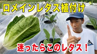 ロメインレタス植付け　どのレタス育てようか迷ったらこれ！