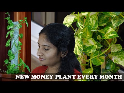 Multiply Your Money Plants at Home with this simple technique 👍