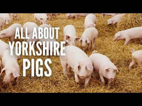 Yorkshire Pigs: Everything You Need to Know