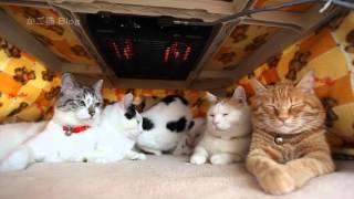 こたつの中の6匹猫　Cat and kotatsu　2016#1