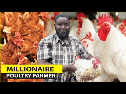 How a retired Engineer is earning millions From his successful poultry farm on a small land.