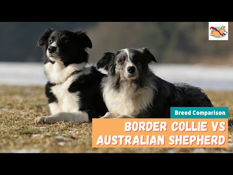 Border Collie Vs. Australian Shepherd: 10 Ways To Tell Them Apart