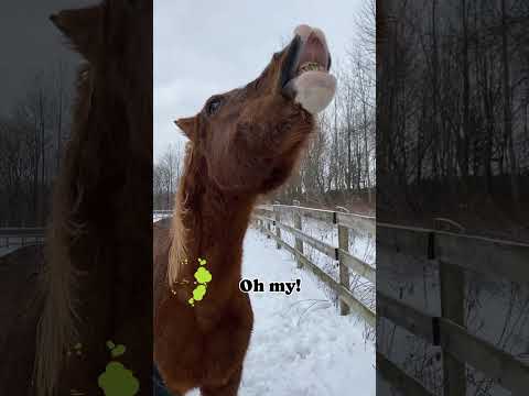 Laughter Is The Best Medicine #youtubeshorts #horses #funnyhorsevideo #laughterismedicine #horse