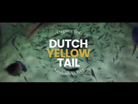 The Dutch Yellowtail has landed - Kingfish Zeeland