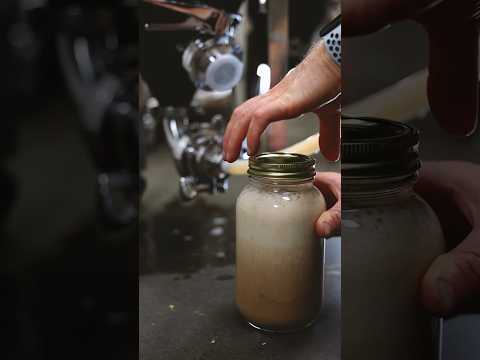 Beer yeast harvesting