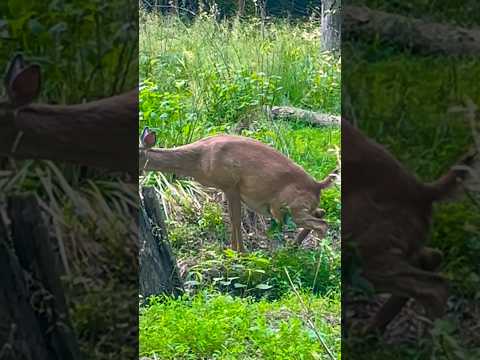 A Pregnant White-tailed Deer Peeing | Horizons_視野 | wildlife | animals | deer peeing