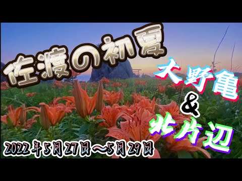 佐渡の初夏、いろんな花が咲き始めました。大野亀のカンゾウ、北片辺藻浦崎公園の岩百合、絶景スポットですね✨（4Ｋ）