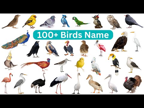 100 Plus Birds Name in English | Learn Bird Names for Kids | English Vocabulary | Birds Name