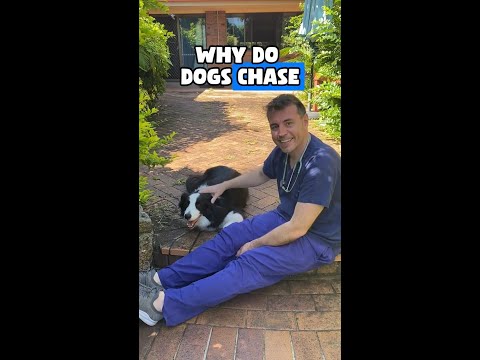 Dog chasing its tail? Find out what it means with Dr Evan😮