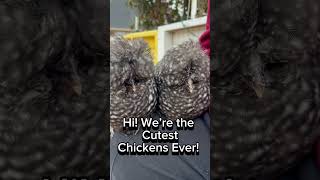 The Cutest Chicks Ever!! #cuteanimals #cute #animals #chicken #chicks #funny #funnyanimals #silkies