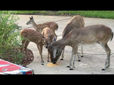 white-tailed deers and fawns eating corn