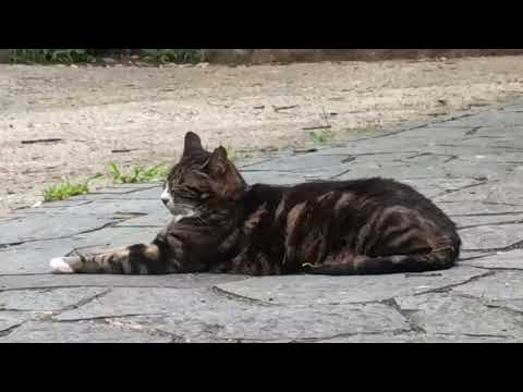 高尾山山頂に住む🐱猫ちゃん（毛づくろいの一部始終の撮影に成功）A cat who lives on the summit of Mt. Takao（高尾山 にゃミット）