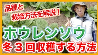 家庭菜園や農園のホウレンソウ栽培で冬場に3回収穫する秘訣！時期ごとの栽培のコツとホウレンソウの育て方！【農家直伝】