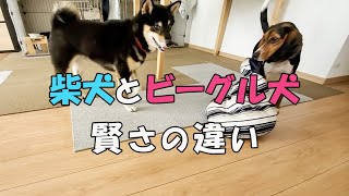 【柴犬】【ビーグル犬】【異犬種】【多頭飼い】【賢い】ってどういう事をしたら賢いの？柴犬とビーグル犬の【賢い】には違いがある。