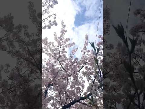 河津桜