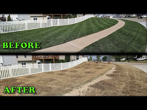 I KILLED My Fescue Lawn to Convert it to Bermuda