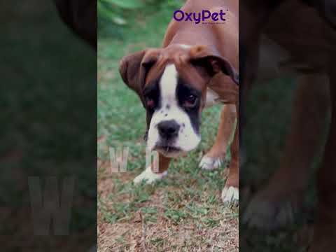 OXYPET | Improved Breathing | For Dogs