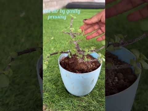 Let’s repot jade plant, follow for more such videos #youtubeshorts #jadeplant #youtuber