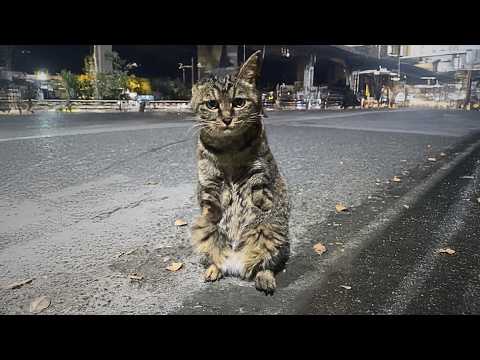 He lost an ear and both front paws, following a woman by the apartment, trying to get food.