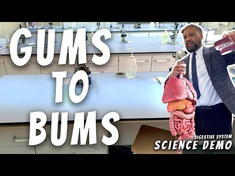 Gums to Bums - Digestion Practical