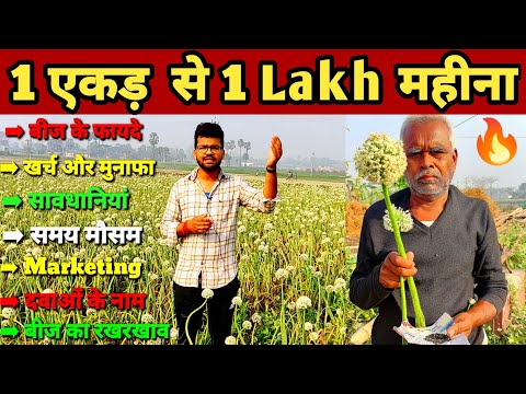 प्याज के बीज की खेती कैसे करें | प्याज का बीज कैसे तैयार करे | Onion seed farming | onion seeds