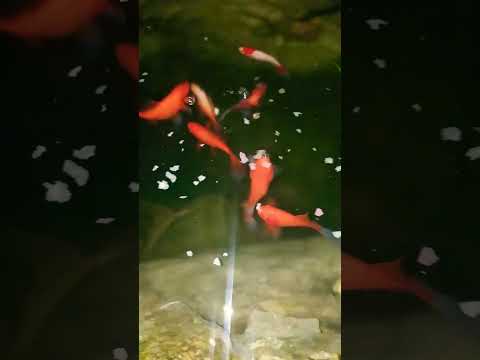 feeding the #goldfish at #night #aqualife #ponds