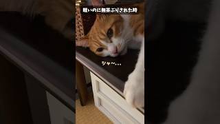 お喋り大好きな猫の会話集。　#shorts