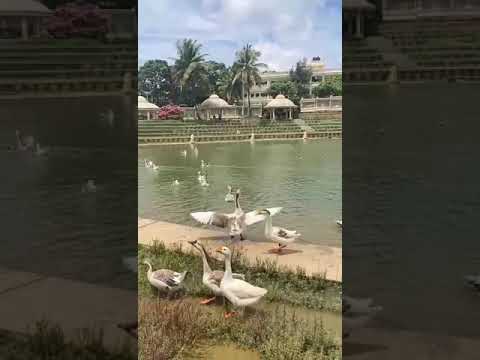 Swans in water #beautiful #beautifulearth #animallover #birds #trending #amazing #love