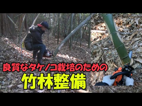 【竹林整備】良質なタケノコ栽培のための竹の伐採